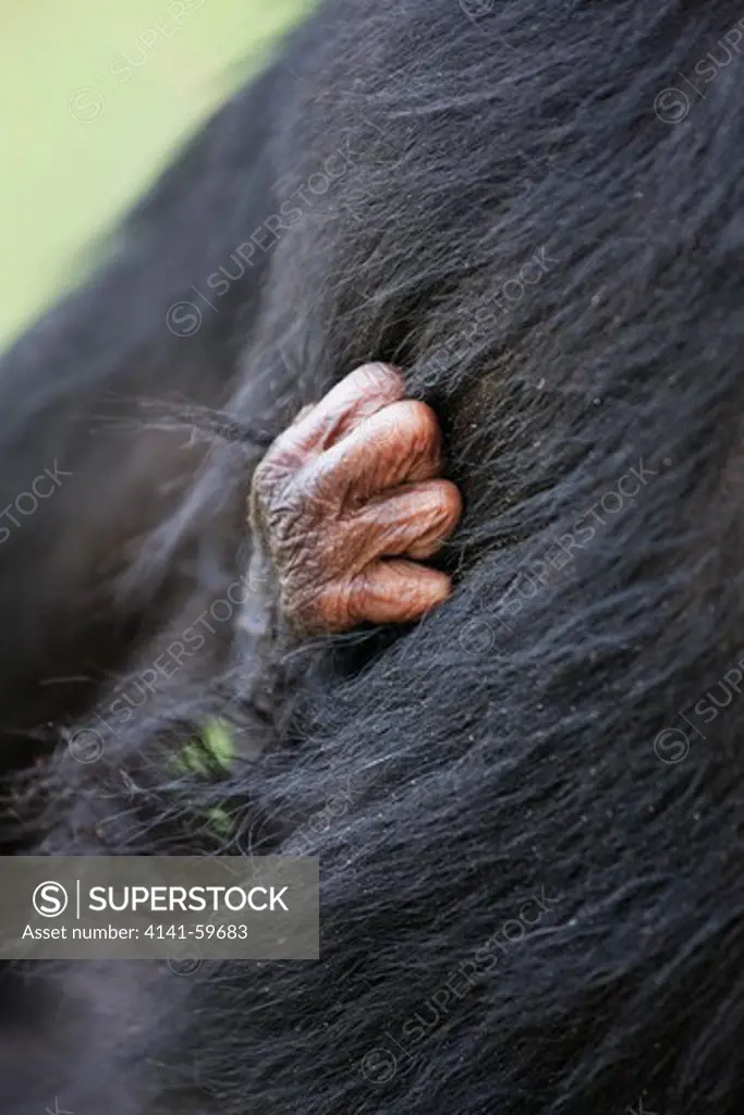 Bonobo/Pygmy Chimpanzee (Pan Paniscus) Young Holding On To Mother'S Fur, Sanctuary Lola Ya Bonobo Chimpanzee, Democratic Republic Of The Congo. Captive