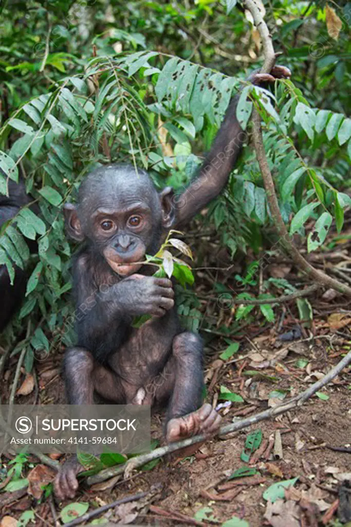 Bonobo/Pygmy Chimpanzee (Pan Paniscus) Young Feeding On Leaf, Sanctuary Lola Ya Bonobo Chimpanzee, Democratic Republic Of The Congo. Captive