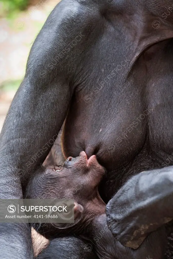 Bonobo/Pygmy Chimpanzee (Pan Paniscus) Young Suckling, Sanctuary Lola Ya Bonobo Chimpanzee, Democratic Republic Of The Congo. Captive