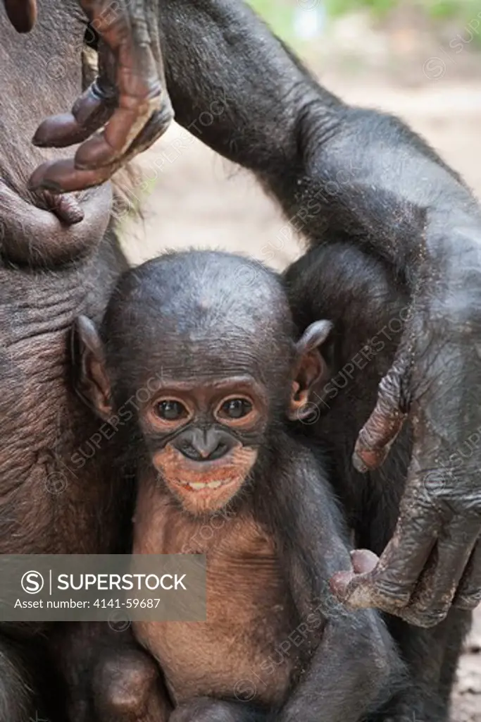 Bonobo/Pygmy Chimpanzee (Pan Paniscus) Adult And Young, Sanctuary Lola Ya Bonobo Chimpanzee, Democratic Republic Of The Congo. Captive