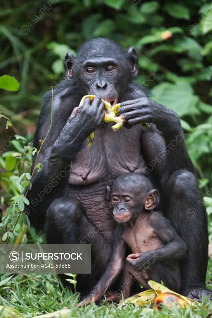 Bonobo/Pygmy Chimpanzee (Pan Paniscus) Adult And Young Feeding On Bananas, Sanctuary Lola Ya Bonobo Chimpanzee, Democratic Republic Of The Congo. Captive