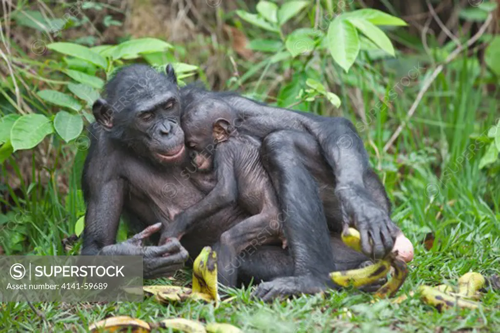 Bonobo/Pygmy Chimpanzee (Pan Paniscus) Mother And Young, Sanctuary Lola Ya Bonobo Chimpanzee, Democratic Republic Of The Congo. Captive