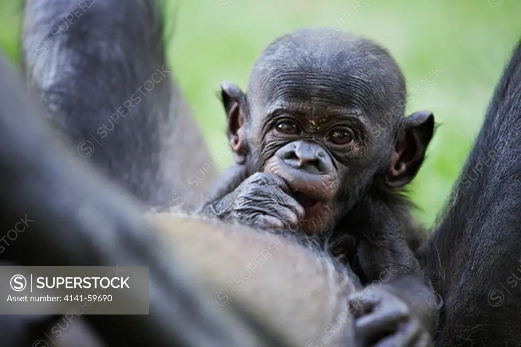 Bonobo/Pygmy Chimpanzee (Pan Paniscus) Young, Sanctuary Lola Ya Bonobo Chimpanzee, Democratic Republic Of The Congo. Captive