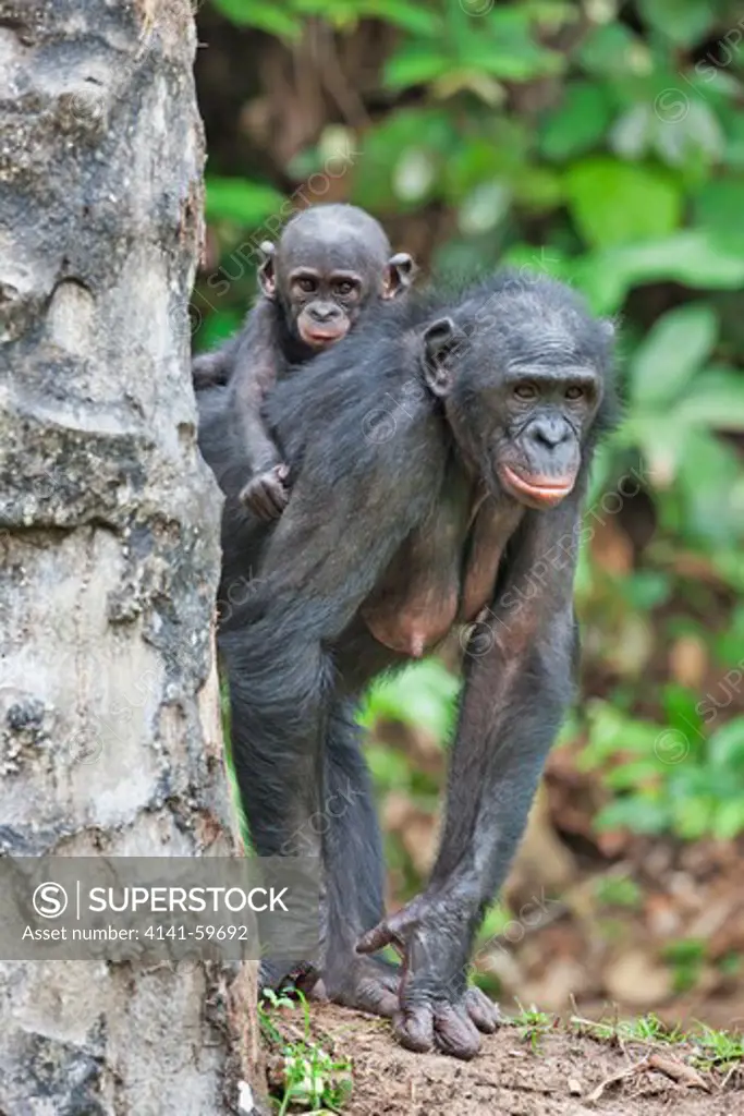 Bonobo/Pygmy Chimpanzee (Pan Paniscus) Mother And Young, Sanctuary Lola Ya Bonobo Chimpanzee, Democratic Republic Of The Congo. Captive