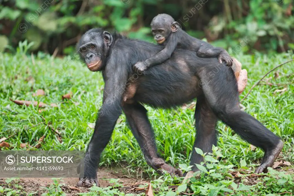Bonobo/Pygmy Chimpanzee (Pan Paniscus) Mother With Young On Back, Sanctuary Lola Ya Bonobo Chimpanzee, Democratic Republic Of The Congo. Captive