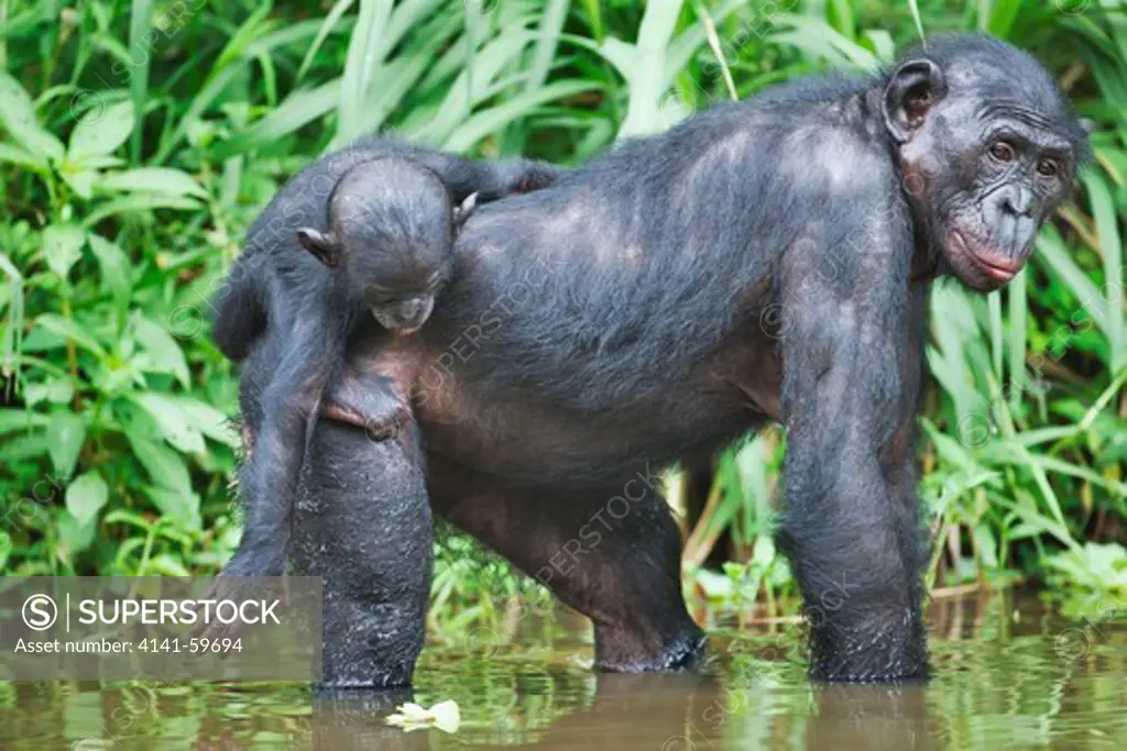 Bonobo/Pygmy Chimpanzee (Pan Paniscus) Mother With Young On Back In Water, Sanctuary Lola Ya Bonobo Chimpanzee, Democratic Republic Of The Congo. Captive