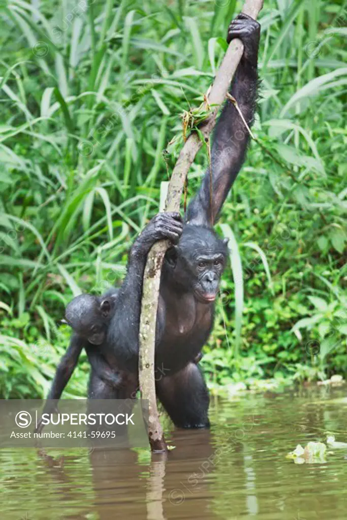 Bonobo/Pygmy Chimpanzee (Pan Paniscus) Mother With Young On Back In Water Using Stick To Maintain Stability, Sanctuary Lola Ya Bonobo Chimpanzee, Democratic Republic Of The Congo. Captive