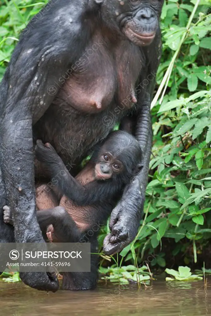 Bonobo/Pygmy Chimpanzee (Pan Paniscus) Mother With Young In Water, Sanctuary Lola Ya Bonobo Chimpanzee, Democratic Republic Of The Congo. Captive