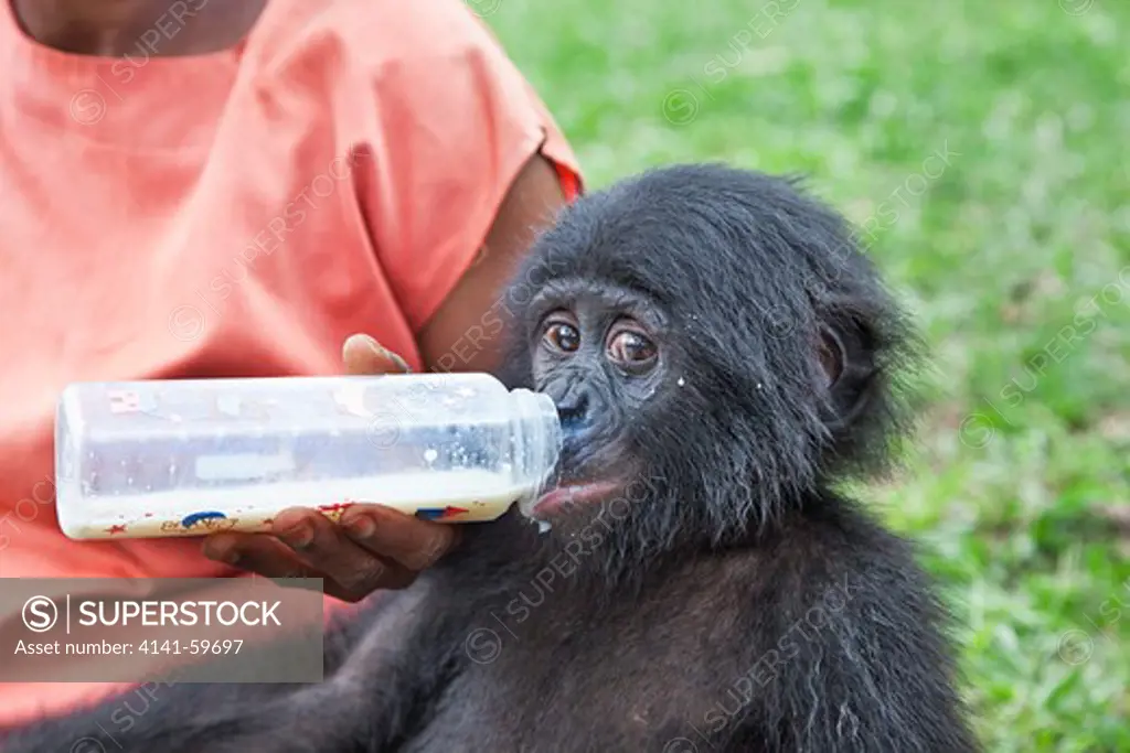 Bonobo/Pygmy Chimpanzee (Pan Paniscus) Orphaned Baby Feeding, Sanctuary Lola Ya Bonobo Chimpanzee, Democratic Republic Of The Congo. Captive