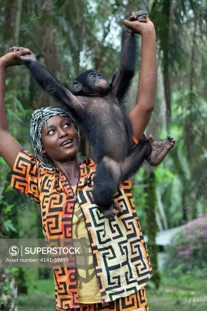 Bonobo/Pygmy Chimpanzee (Pan Paniscus) Orphaned Baby With Surrogate Mother, Sanctuary Lola Ya Bonobo Chimpanzee, Democratic Republic Of The Congo. Captive