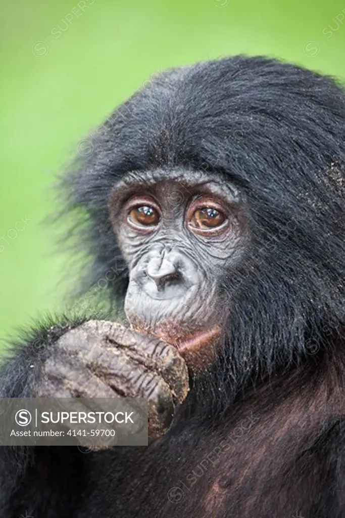 Bonobo/Pygmy Chimpanzee (Pan Paniscus) Portrait, Sanctuary Lola Ya Bonobo Chimpanzee, Democratic Republic Of The Congo. Captive