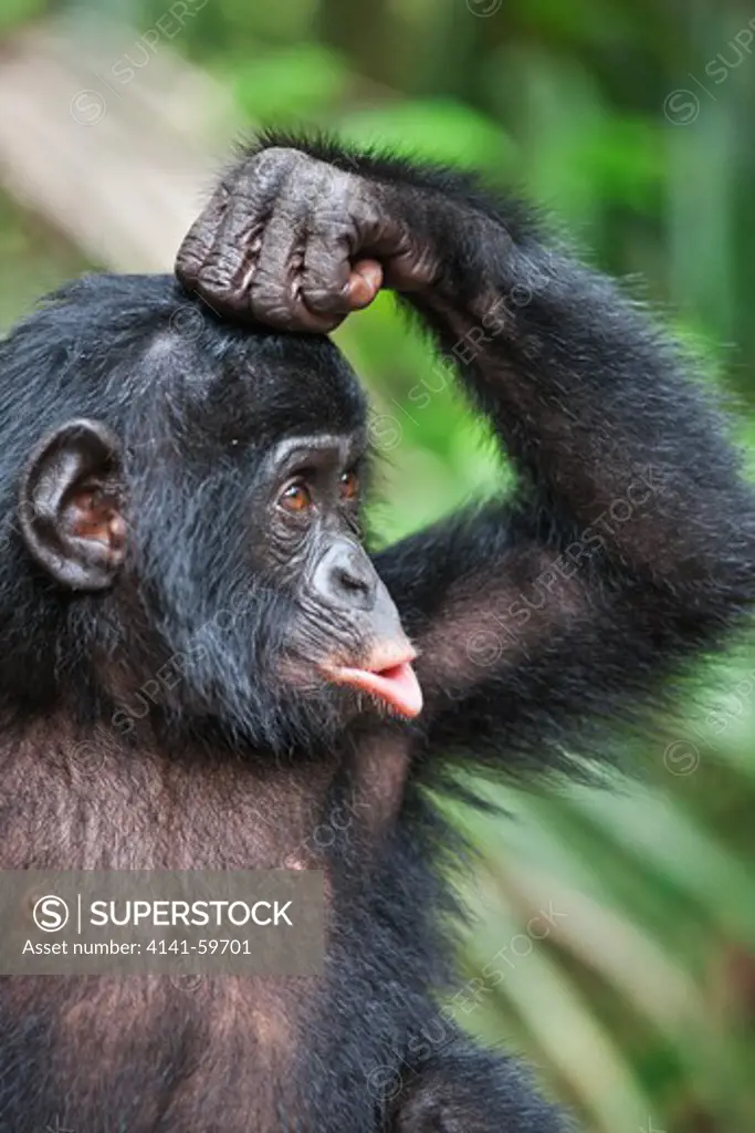 Bonobo/Pygmy Chimpanzee (Pan Paniscus) Baby Pouting. Usually Associated With Asking For Food Or Attention. Sanctuary Lola Ya Bonobo Chimpanzee, Democratic Republic Of The Congo. Captive