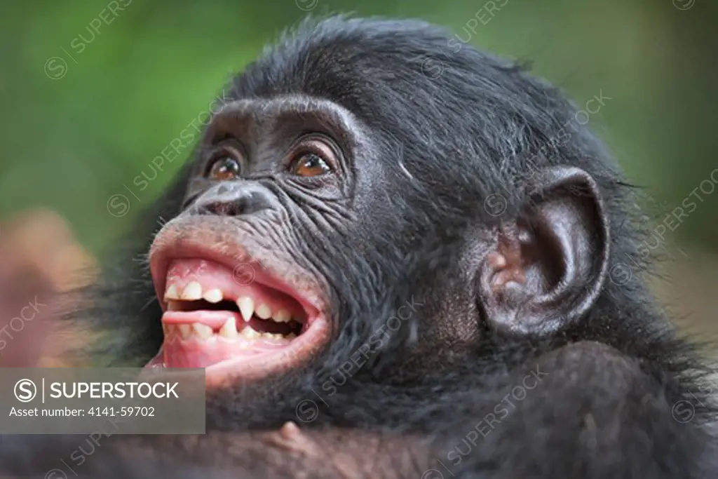 Bonobo/Pygmy Chimpanzee (Pan Paniscus) A Fear Grin Might Be Seen When A Lower Ranked Chimp Is Approached By A Higher-Ranking Animal. Sanctuary Lola Ya Bonobo Chimpanzee, Democratic Republic Of The Congo. Captive