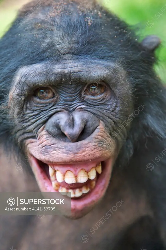 Bonobo/Pygmy Chimpanzee (Pan Paniscus) A Fear Grin Might Be Seen When A Lower Ranked Chimp Is Approached By A Higher-Ranking Animal. Sanctuary Lola Ya Bonobo Chimpanzee, Democratic Republic Of The Congo. Captive