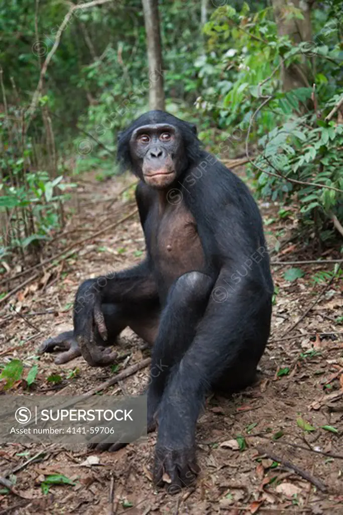 Bonobo/Pygmy Chimpanzee (Pan Paniscus) Adult Portrait, Sanctuary Lola Ya Bonobo Chimpanzee, Democratic Republic Of The Congo. Captive