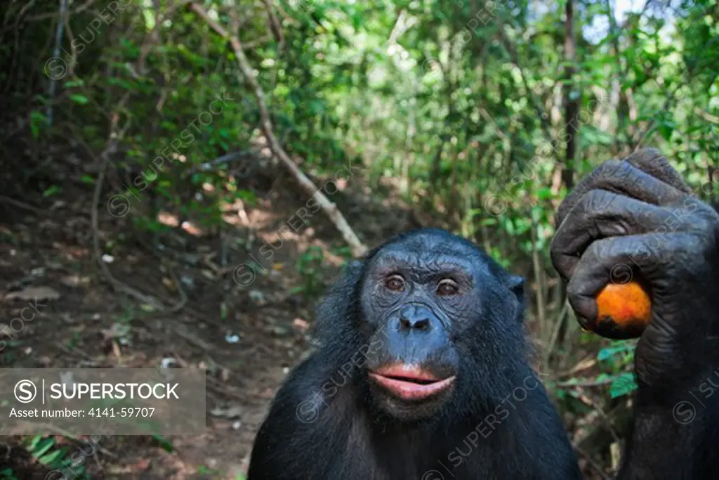 Bonobo/Pygmy Chimpanzee (Pan Paniscus) Adult With Fruit, Sanctuary Lola Ya Bonobo Chimpanzee, Democratic Republic Of The Congo. Captive