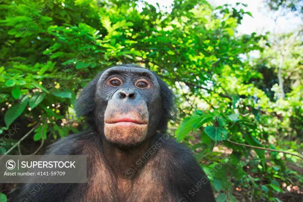 Bonobo/Pygmy Chimpanzee (Pan Paniscus) Adult, Sanctuary Lola Ya Bonobo Chimpanzee, Democratic Republic Of The Congo. Captive