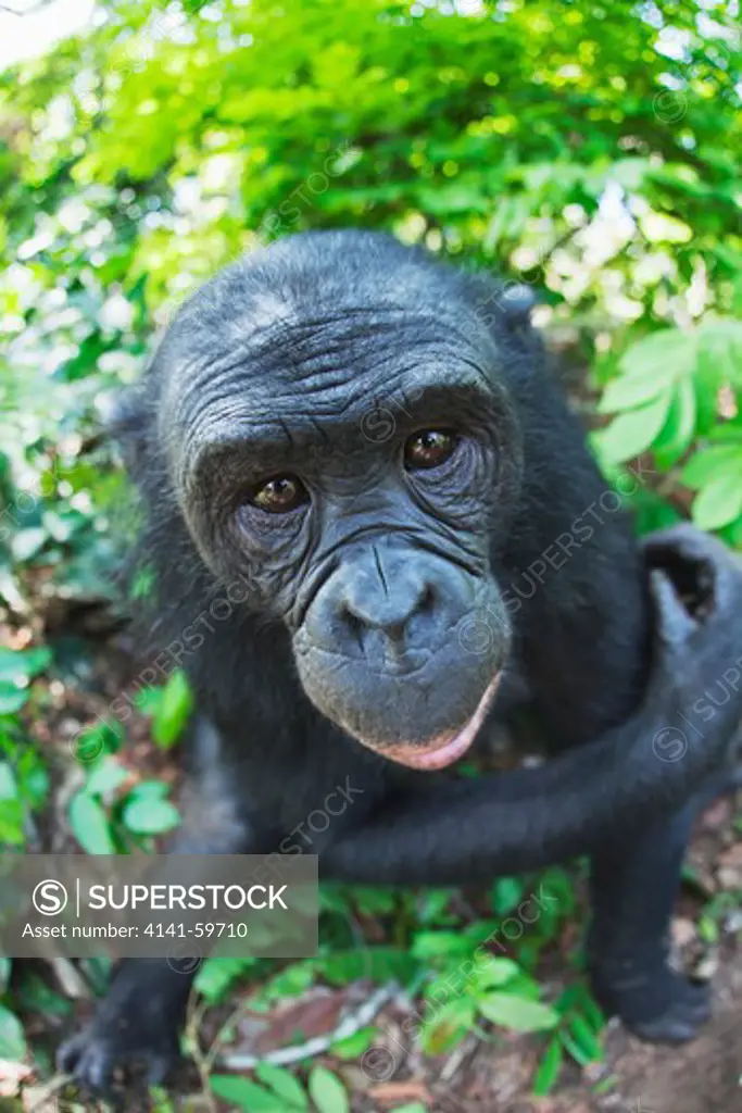Bonobo/Pygmy Chimpanzee (Pan Paniscus) Adult, Sanctuary Lola Ya Bonobo Chimpanzee, Democratic Republic Of The Congo. Captive
