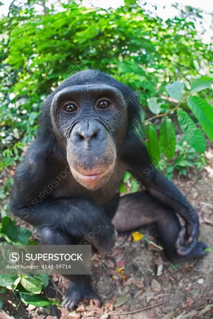 Bonobo/Pygmy Chimpanzee (Pan Paniscus) Wide Angle View Of Adult, Sanctuary Lola Ya Bonobo Chimpanzee, Democratic Republic Of The Congo. Captive