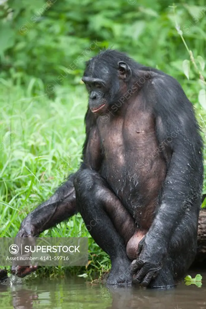 Bonobo/Pygmy Chimpanzee (Pan Paniscus) Cooling Off In Water, Sanctuary Lola Ya Bonobo Chimpanzee, Democratic Republic Of The Congo. Captive