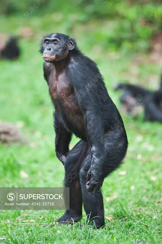 Bonobo/Pygmy Chimpanzee (Pan Paniscus) Adult Portrait, Sanctuary Lola Ya Bonobo Chimpanzee, Democratic Republic Of The Congo. Captive