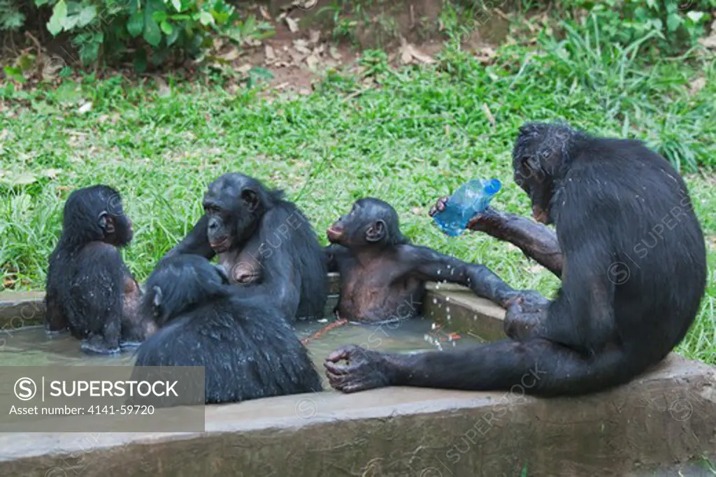 Bonobo/Pygmy Chimpanzee (Pan Paniscus) Family Group Relaxing In Water, Sanctuary Lola Ya Bonobo Chimpanzee, Democratic Republic Of The Congo. Captive