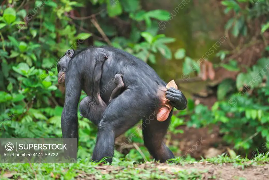 Bonobo/Pygmy Chimpanzee (Pan Paniscus) Using Leaf To Wipe Genitals, Sanctuary Lola Ya Bonobo Chimpanzee, Democratic Republic Of The Congo. Captive