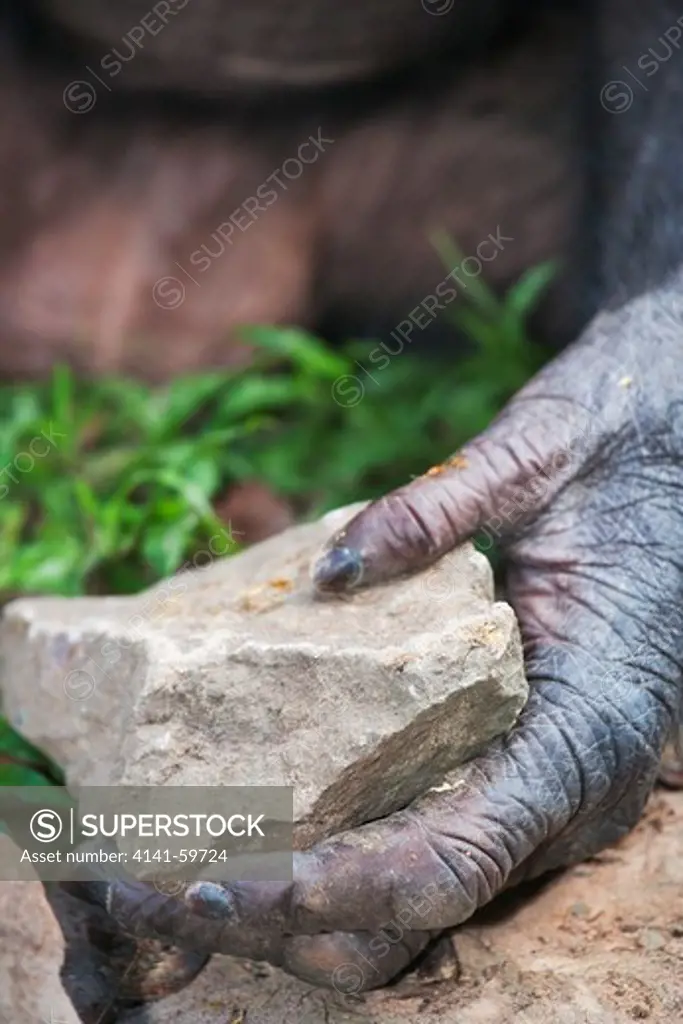 Bonobo/Pygmy Chimpanzee (Pan Paniscus) Using A Rock To Break Open Nuts, Sanctuary Lola Ya Bonobo Chimpanzee, Democratic Republic Of The Congo. Captive