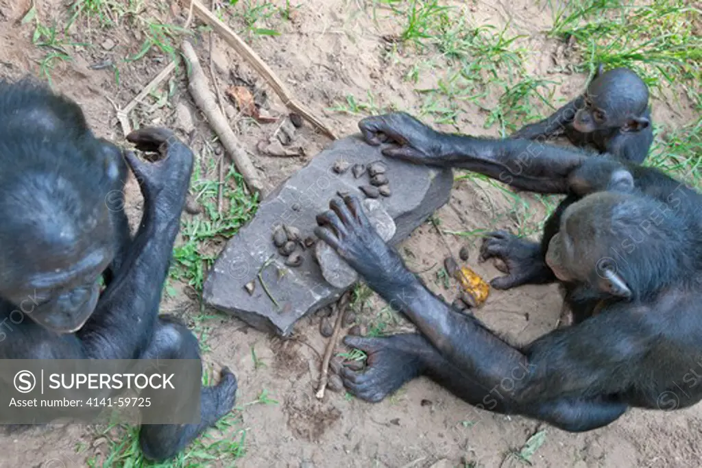 Bonobo/Pygmy Chimpanzee (Pan Paniscus) Using A Rock To Break Open Nuts, Sanctuary Lola Ya Bonobo Chimpanzee, Democratic Republic Of The Congo. Captive