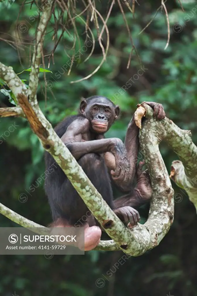 Bonobo/Pygmy Chimpanzee (Pan Paniscus) In Tree, Sanctuary Lola Ya Bonobo Chimpanzee, Democratic Republic Of The Congo. Captive