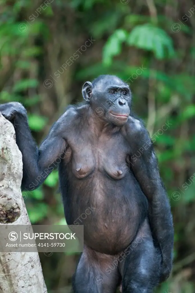 Bonobo/Pygmy Chimpanzee (Pan Paniscus) Sanctuary Lola Ya Bonobo Chimpanzee, Democratic Republic Of The Congo. Captive