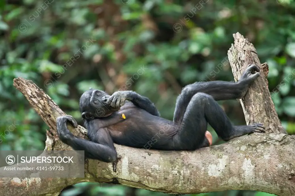 Bonobo/Pygmy Chimpanzee (Pan Paniscus) Adult Resting In Tree, Sanctuary Lola Ya Bonobo Chimpanzee, Democratic Republic Of The Congo. Captive