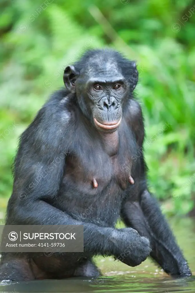 Bonobo/Pygmy Chimpanzee (Pan Paniscus) Adult Cooling Off In Water, Sanctuary Lola Ya Bonobo Chimpanzee, Democratic Republic Of The Congo. Captive