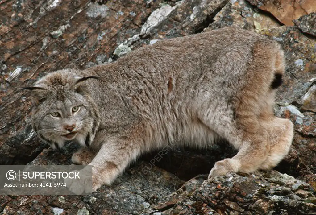 canadian lynx on rocks felis canadensis (lynx canadensis) montana, north western usa