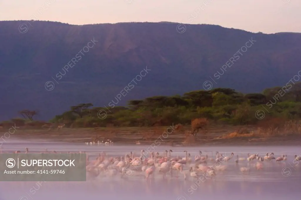 Lesser Flamingo (Phoenicopterus Minor ) At Lake Bogoria That Lies In A Volcanic Region South Of Lake Baringo. Rift Valley. Kenya.
