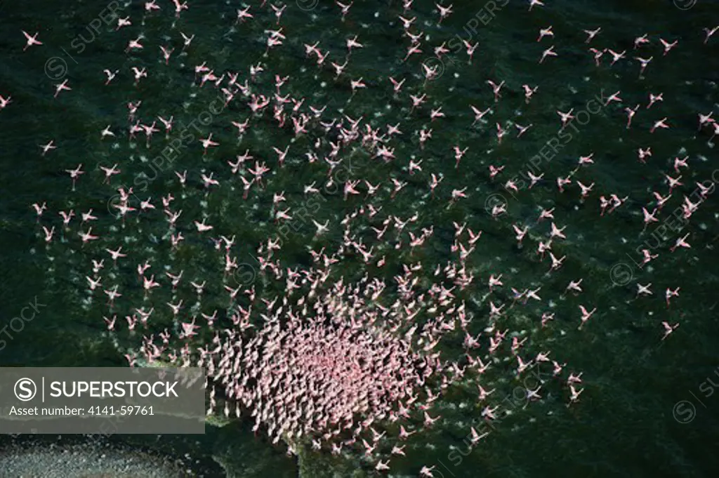 Aerial View Of Lesser Flamingo (Phoenicopterus Minor) Flying Over Lake Bogoria, Rift Valley. Kenya.