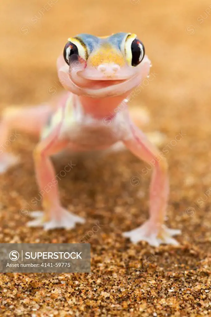 Web-Footed Gecko (Palmatogecko Rangei) Licking Eye, Dist. Namib Desert, Namibia. Namib-Naukluft N.P, Namibia