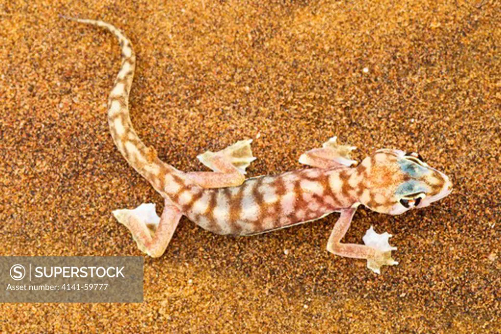Web-Footed Gecko (Palmatogecko Rangei) Dist. Namib Desert, Namibia. Namib-Naukluft N.P, Namibia