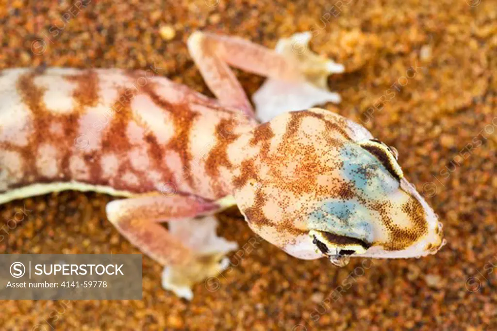 Web-Footed Gecko (Palmatogecko Rangei) Dist. Namib Desert, Namibia. Namib-Naukluft N.P, Namibia