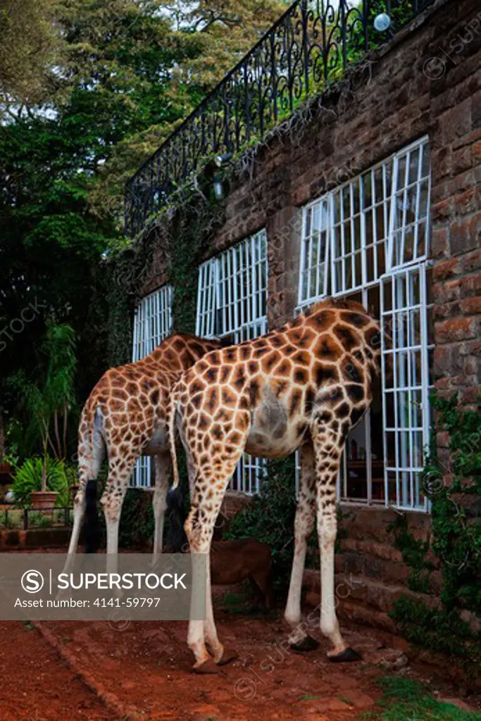 Rothschild Giraffe (Giraffa Camelopardalis Rothschildi) Feeding At Griaffe Manor Kenya. Dist. East Africa.