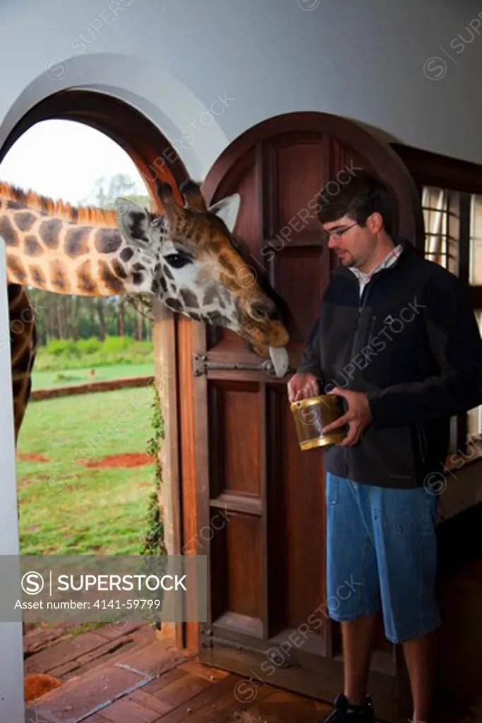 Rothschild Giraffe (Giraffa Camelopardalis Rothschildi) Feeding At Griaffe Manor Kenya. Dist. East Africa.