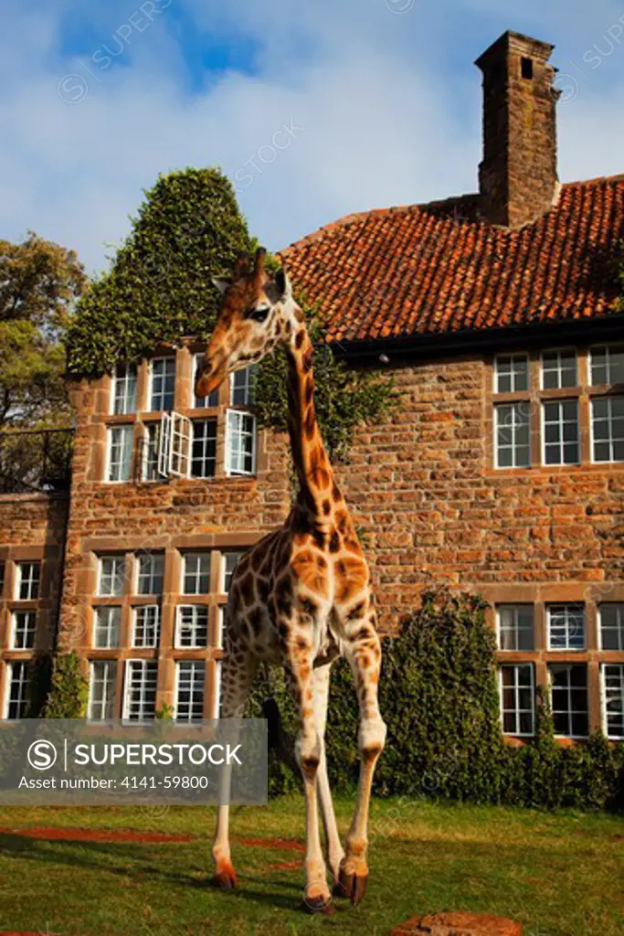 Rothschild Giraffe (Giraffa Camelopardalis Rothschildi) Griaffe Manor Kenya. Dist. East Africa.