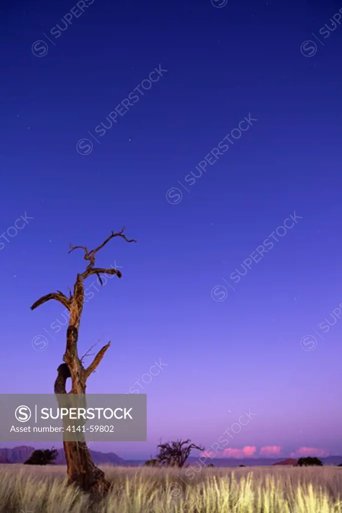 Thorn Tree At Sunset. Scenery Showing The Unique Ecology Of The South-West Namib Desert Or Pro-Namib. Namibrand Nature Reserve, Namibia