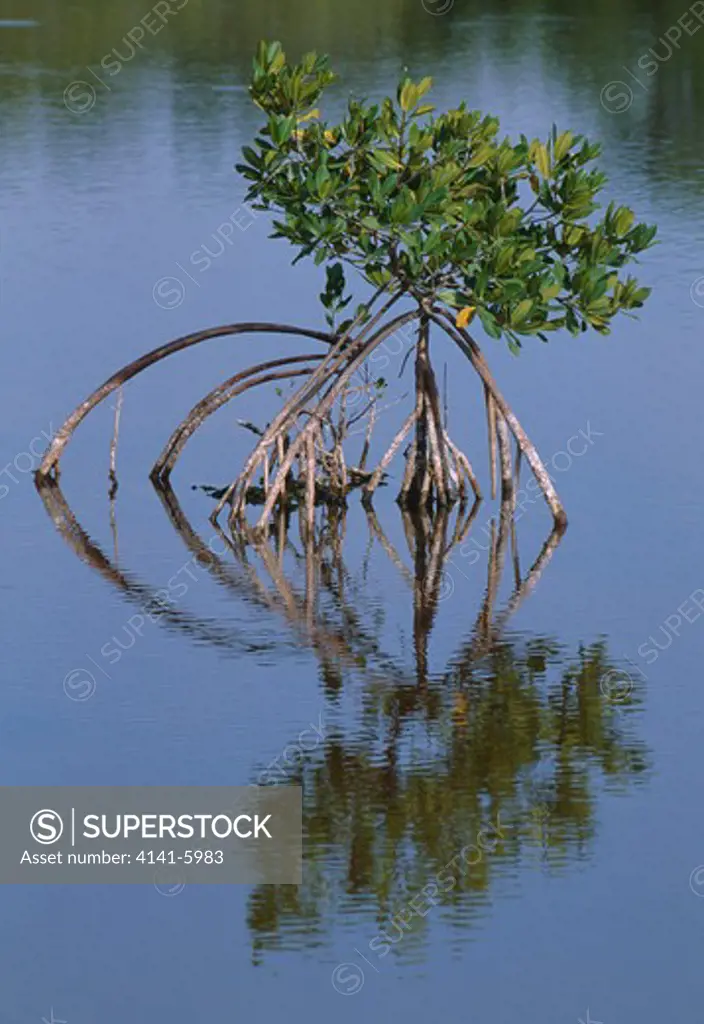 red mangrove rhizophora mangle florida everglades, usa habitat; brackish water