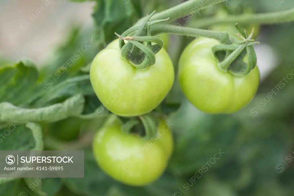 Green, Unripe, Tomato Fruits (Solanum Lycopersicum).