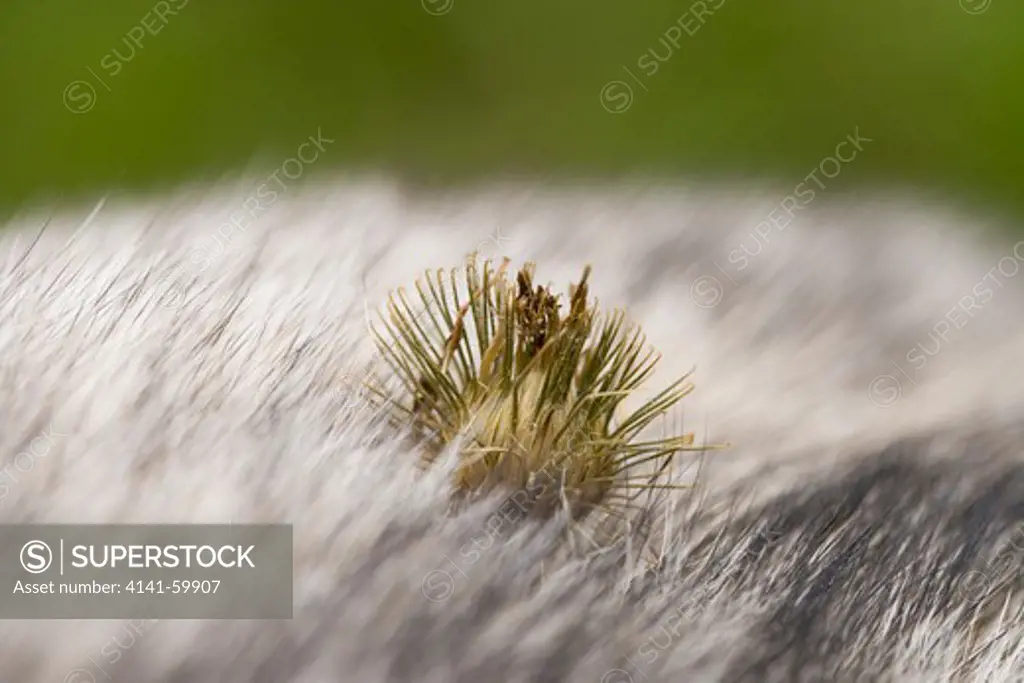 Burdock (Arctium Minus). Seed Head With Rings Of Hooked Bracts, Which Latch Onto Animal Fur, Here Dog (Canis Lupus Familiaris) The Bracts Further Seed Dispersal.