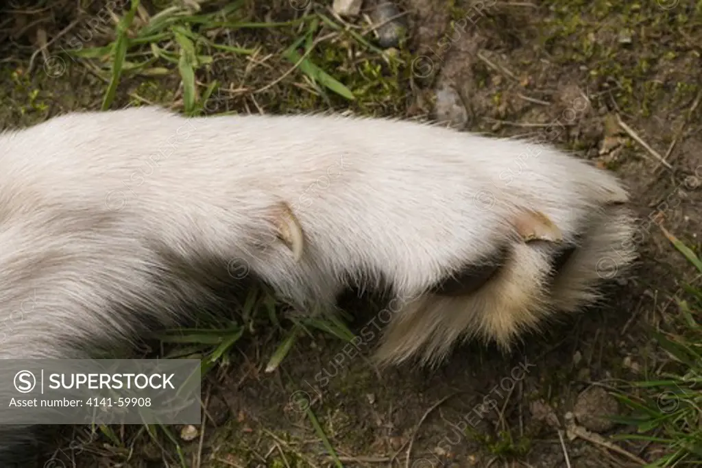 Dog (Canis Lupus Familiaris). Front Left Foot Showing First Digit With Dew Claw.