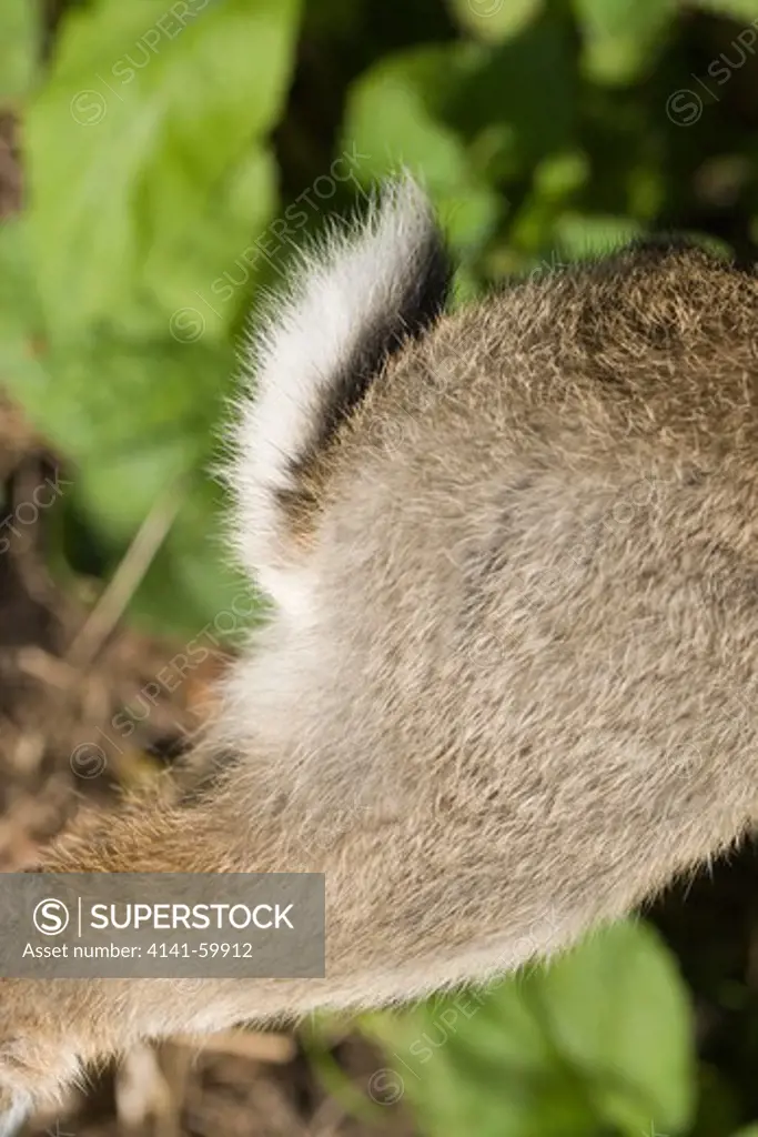 Rabbit (Oryctolagus Cuniculus).  Tail Or 'Scut', Or 'Bob'. White Underside Revealed Whilst Running Can Act As A Warning Or Danger Signal To Others.