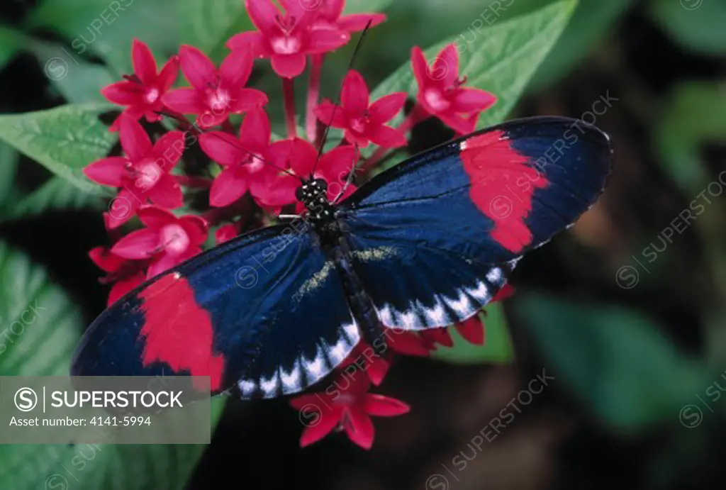 small postman butterfly heliconius erato wings open, sipping nectar central america