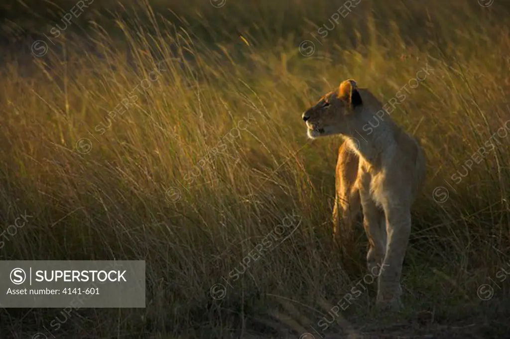 african lion panthera leo in early evening kenya